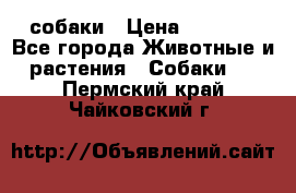 собаки › Цена ­ 2 500 - Все города Животные и растения » Собаки   . Пермский край,Чайковский г.